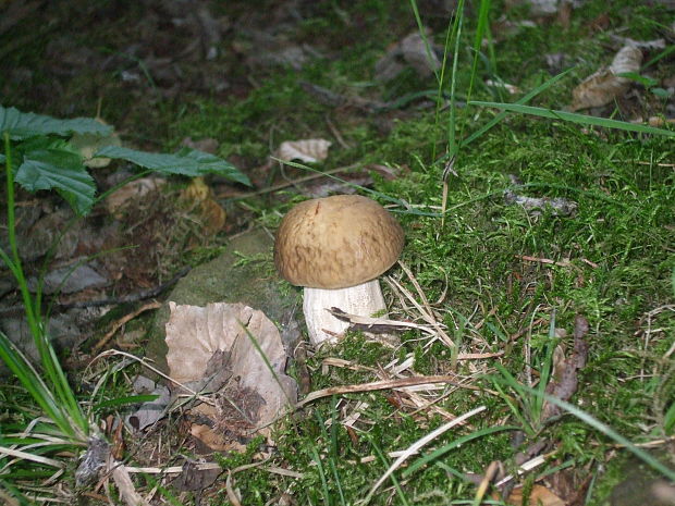 kozák hrabový Leccinum pseudoscabrum (Kallenb.) Šutara