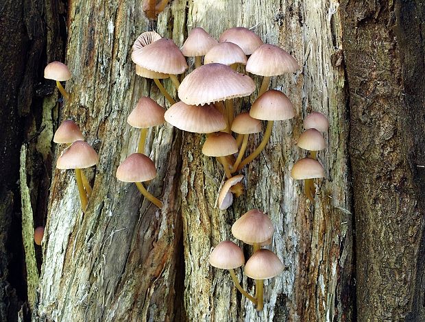 prilbička žltohlúbiková Mycena renati Quél.