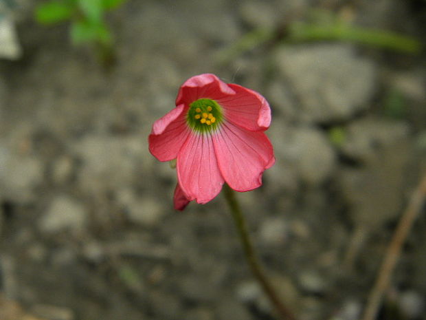 kyslička širokolistá Oxalis latifolia