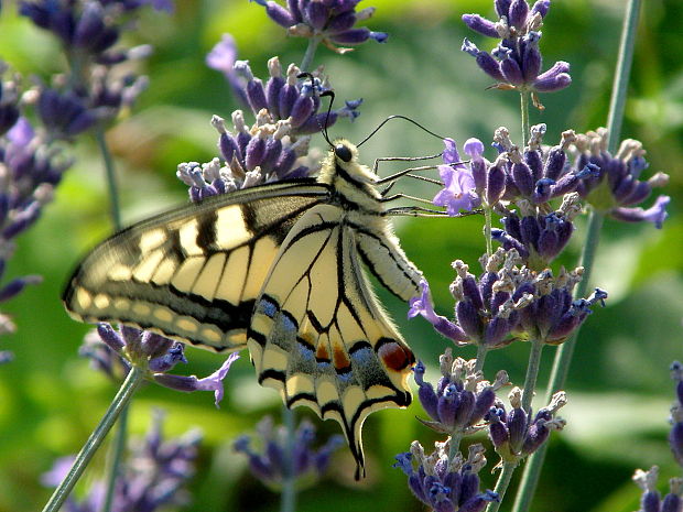 vidlochvost feniklový  Papilio machaon