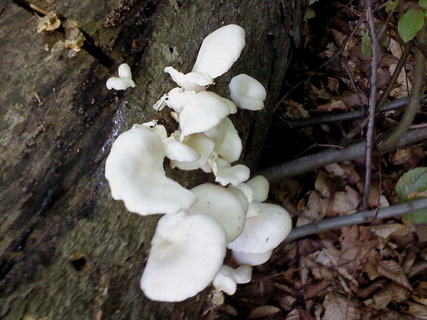 hliva buková Pleurotus pulmonarius (Fr.) Quél.