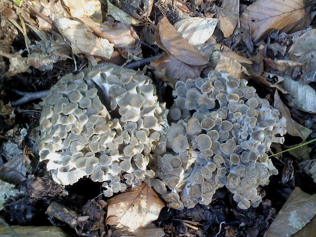 trúdnik klobúčkatý Polyporus umbellatus (Pers.) Fr.