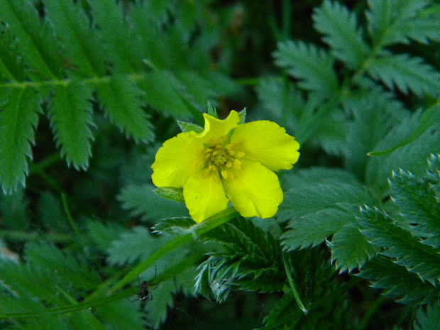 nátržník husí Potentilla anserina L.