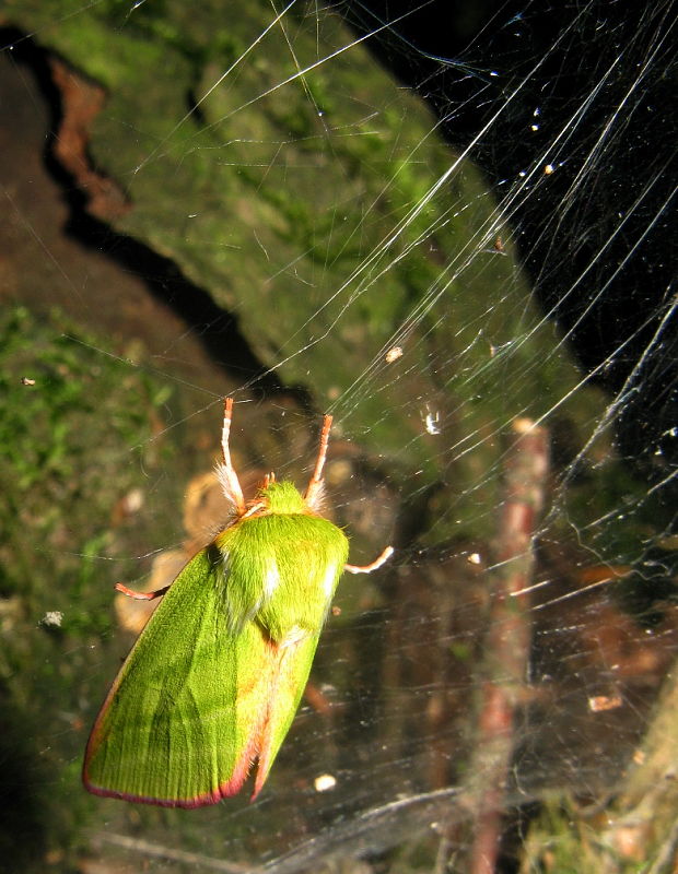 zelenka buková Pseudoips prasinana