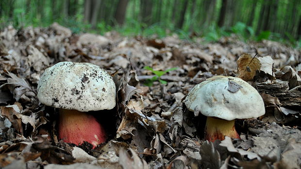 hríb satanský Rubroboletus satanas f. satanas (Lenz) Kuan Zhao & Zhu L. Yang