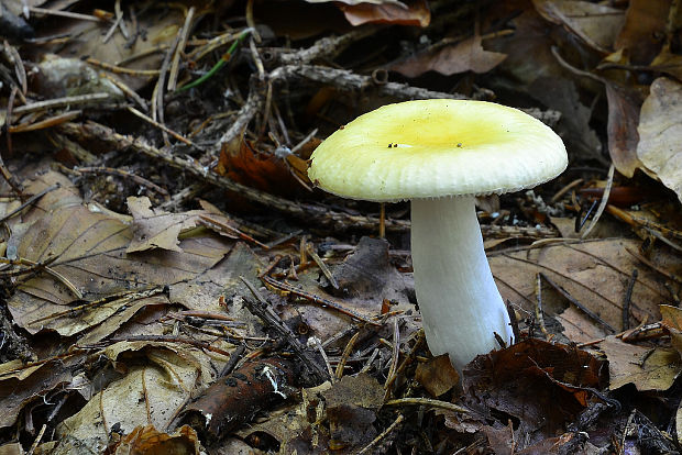 plávka Russula sp.