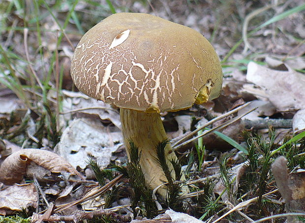 suchohríb plstnatý Xerocomus subtomentosus L.