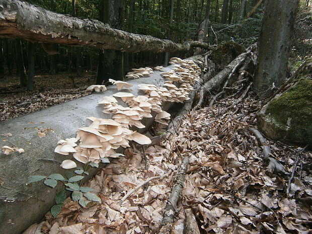 hliva buková Pleurotus pulmonarius (Fr.) Quél.