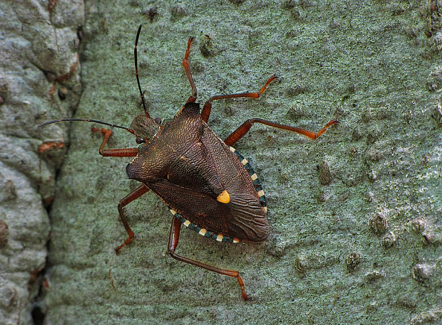 bzdocha červenonohá   Pentatoma rufipes