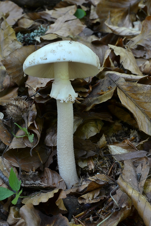 muchotrávka červenkastá Amanita rubescens Pers.