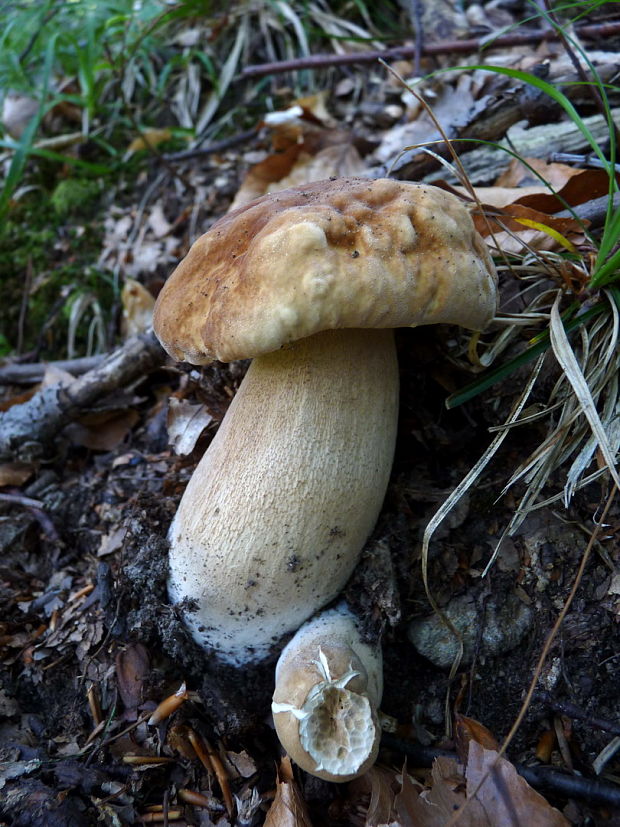 hríb smrekový Boletus edulis Bull.