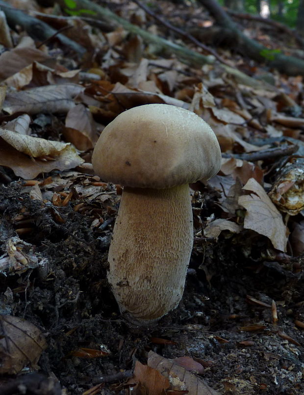 hríb dubový Boletus reticulatus Schaeff.