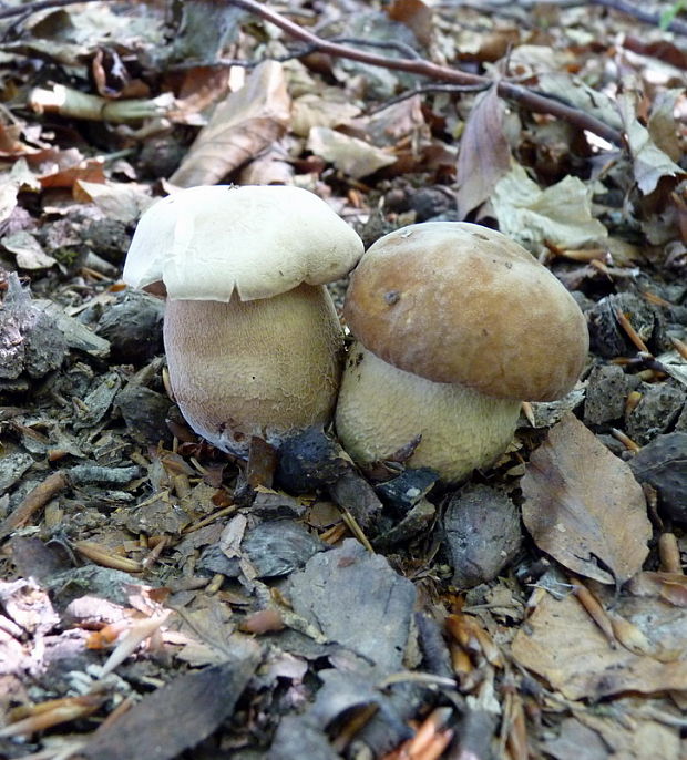 hríb dubový Boletus reticulatus Schaeff.