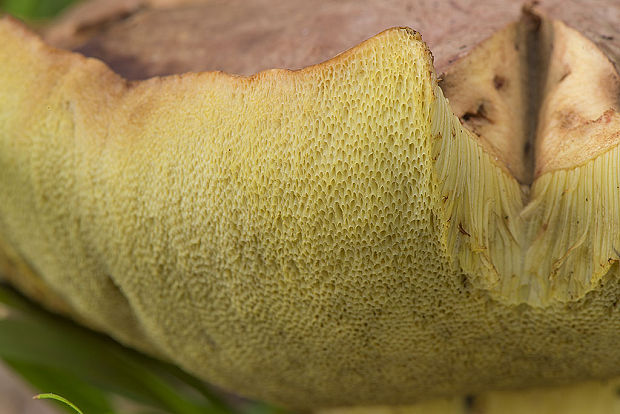 hríb príveskatý Butyriboletus appendiculatus (Schaeff. ex Fr.) Secr.