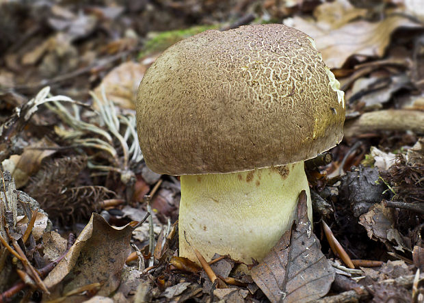 hríb príveskatý Butyriboletus appendiculatus (Schaeff. ex Fr.) Secr.