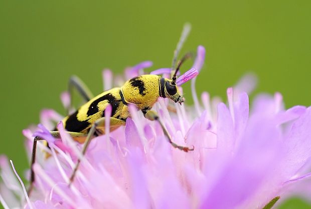 fúzač Chlorophorus varius