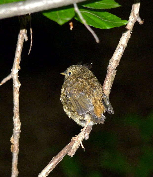 červienka obyčajná Erithacus rubecula