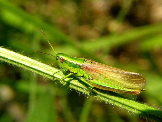 koník zlatistý Euthystira brachyptera