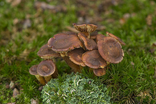 strapcovka zväzkovitá Hypholoma fasciculare (Huds.) P. Kumm.