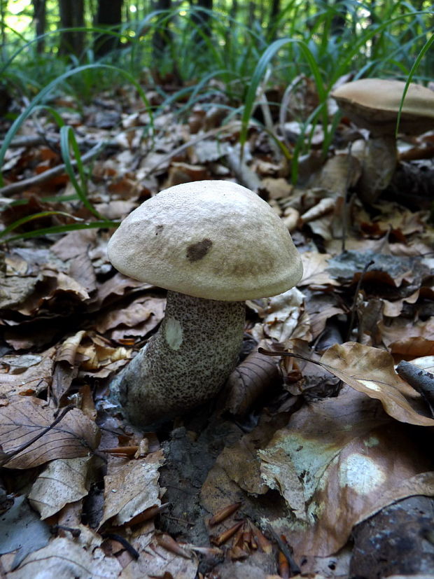 kozák brezový Leccinum scabrum (Bull.) Gray