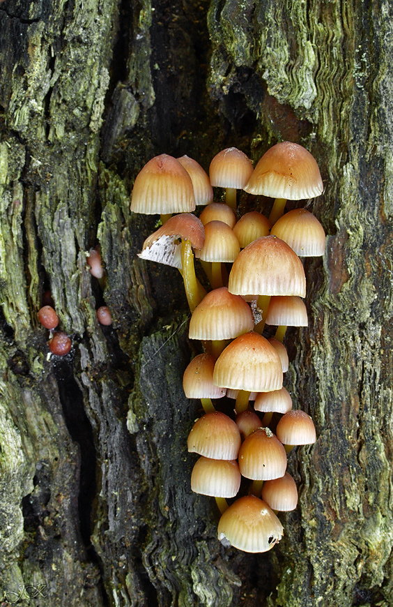 prilbička žltohlúbiková Mycena renati Quél.