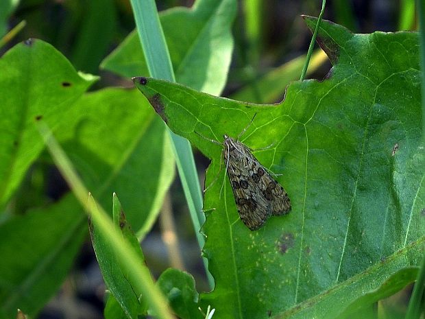 víjačka sťahovavá Nomophila noctuella Denis & Schiffermüller, 1775