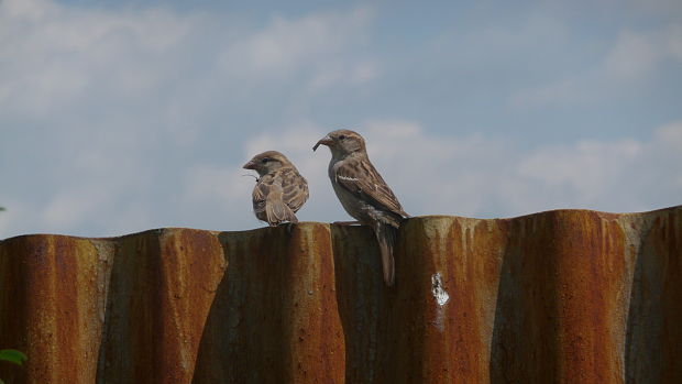 vrabec domový Passer domesticus