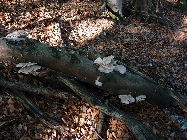 hliva buková Pleurotus pulmonarius (Fr.) Quél.