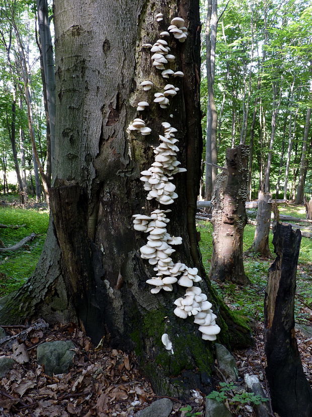 hliva buková Pleurotus pulmonarius (Fr.) Quél.