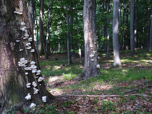 hliva buková Pleurotus pulmonarius (Fr.) Quél.