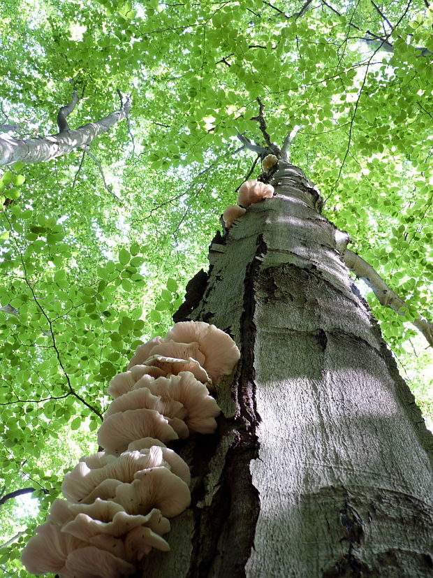 hliva buková Pleurotus pulmonarius (Fr.) Quél.