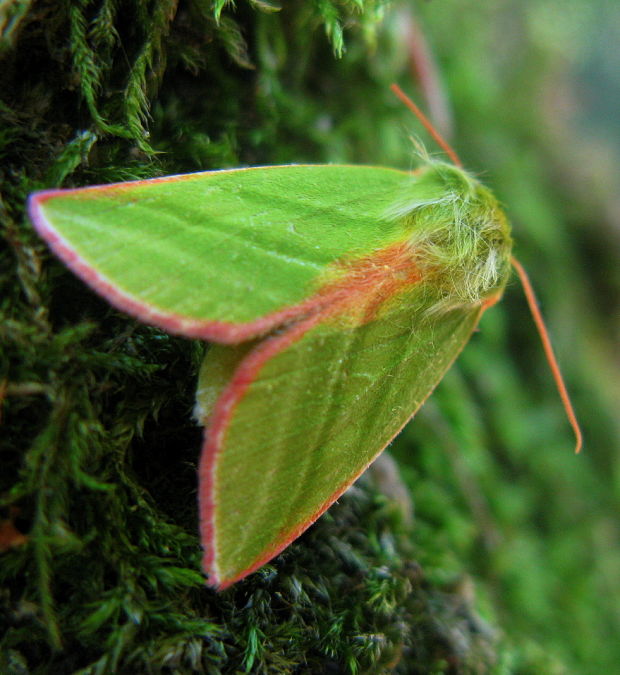 zelenka buková Pseudoips prasinana