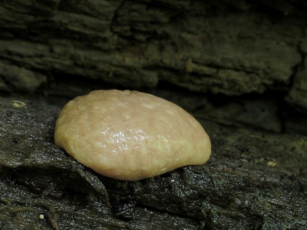 sieťnatka obyčajná Reticularia lycoperdon Bull.