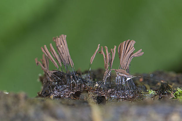 pazderka hnedá Stemonitis fusca Roth