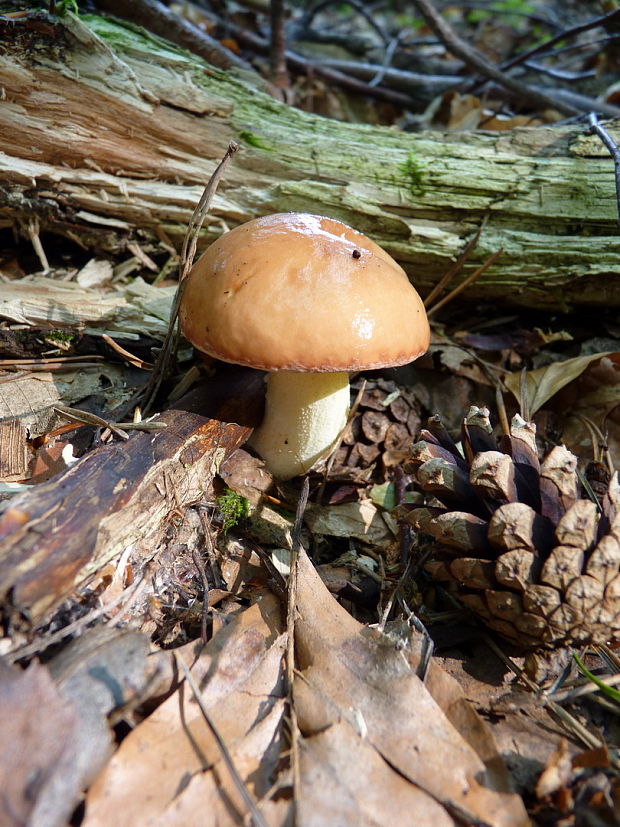 masliak zrnitý Suillus granulatus (L.) Roussel