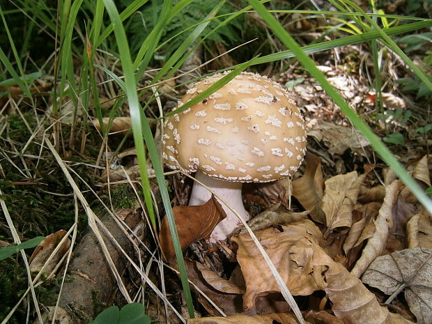 muchotrávka červenkastá Amanita rubescens Pers.