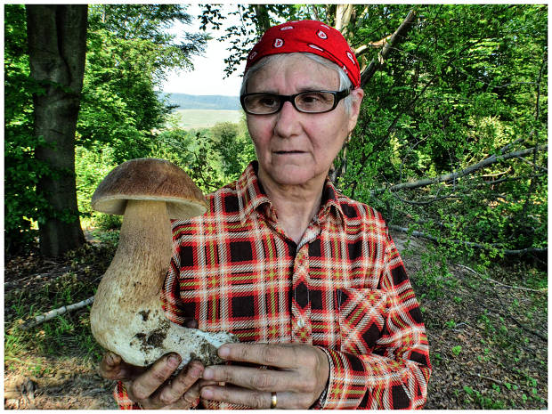 hríb dubový Boletus reticulatus Schaeff.