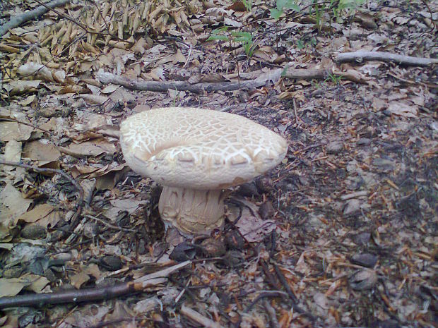 hríb dubový Boletus reticulatus Schaeff.