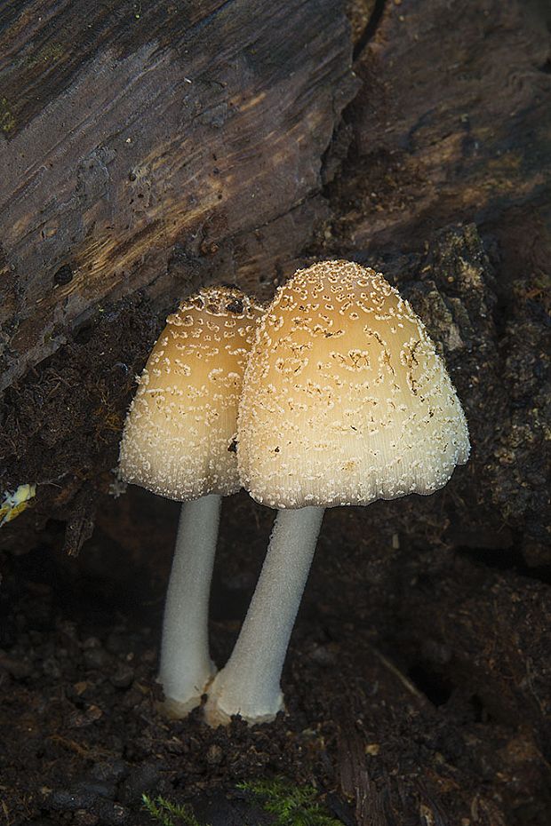 hnojník lúčový Coprinellus radians (Desm.) Vilgalys, Hopple & Jacq. Johnson