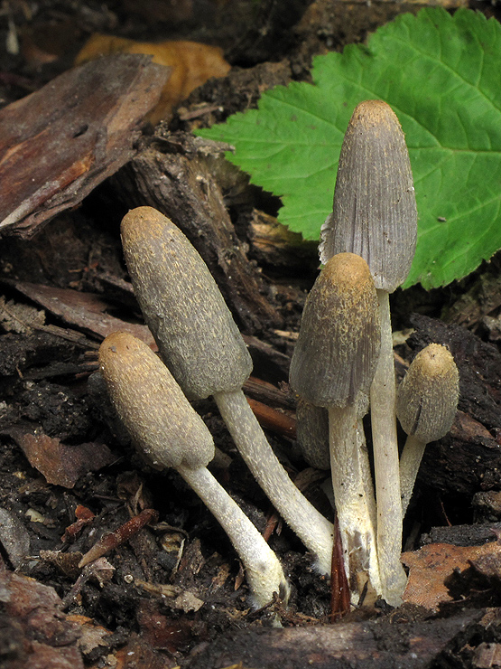 hnojník zbrázdený Coprinopsis ochraceolanata (Bas) Redhead, Vilgalys & Moncalvo