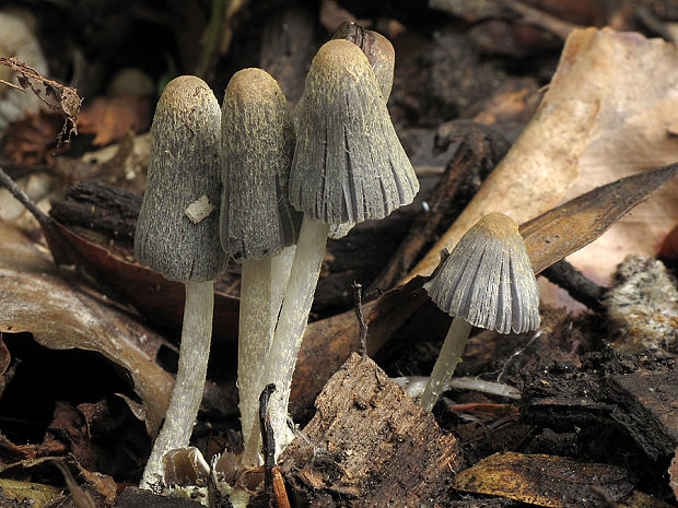 hnojník zbrázdený Coprinopsis ochraceolanata (Bas) Redhead, Vilgalys & Moncalvo