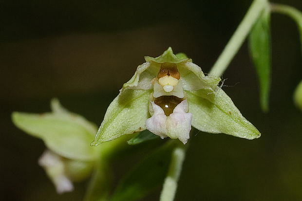 kruštík širokolistý pravý Epipactis helleborine subsp. helleborine (L.) Crantz