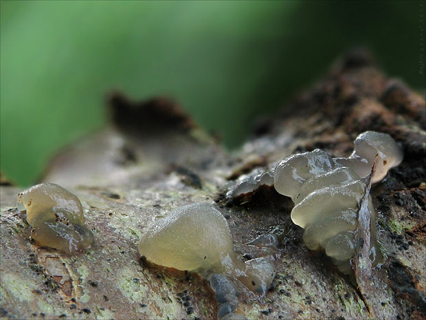 tmavorôsolovec Exidia sp.