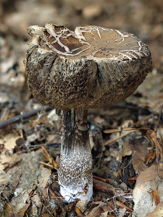 kozák hrabový Leccinum pseudoscabrum (Kallenb.) Šutara