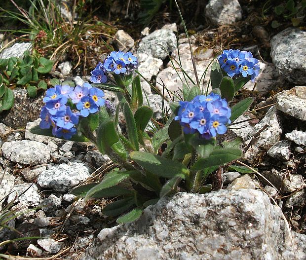 nezábudka alpínska Myosotis alpestris  F. W. Schmidt