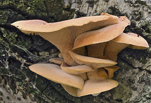 húževnatec pohárovitý Neolentinus schaefferi Redhead & Ginns