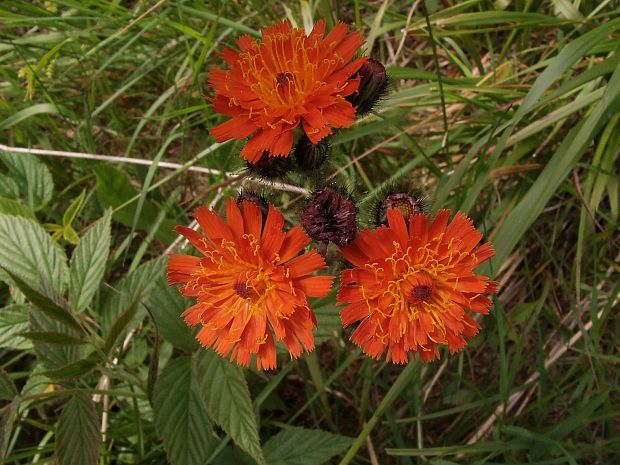 chlpánik oranžový Pilosella aurantiaca (L.) F. W. Schultz et Sch. Bip.