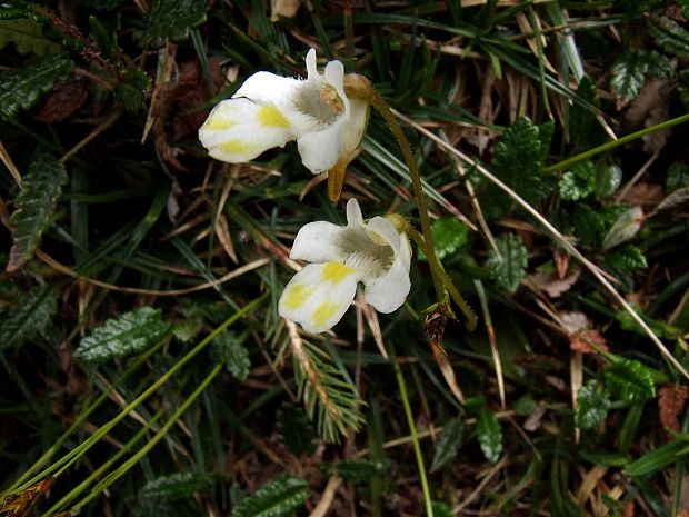 tučnica alpínska Pinguicula alpina L.