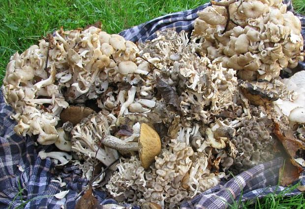 trúdnik klobúčkatý Polyporus umbellatus (Pers.) Fr.