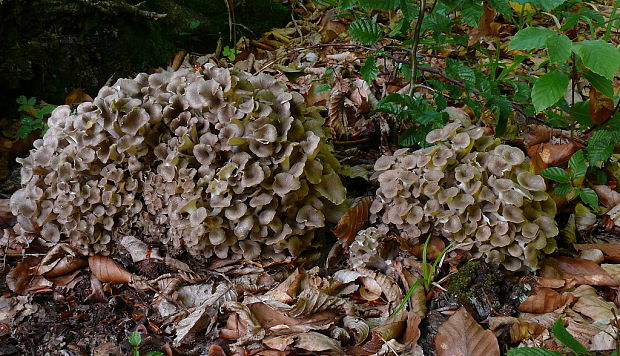 trúdnik klobúčkatý Polyporus umbellatus (Pers.) Fr.